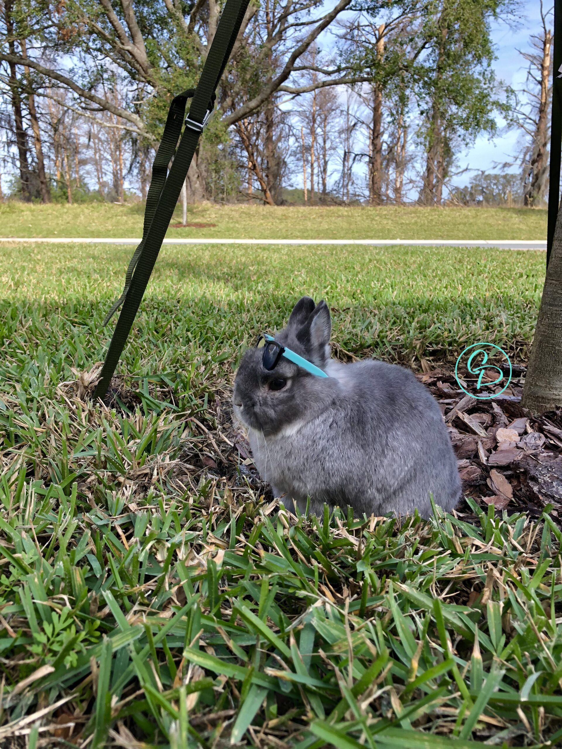 CCooper the Pooper - Grey Netherland Dwarf Rabbit - Sitting by a tree with teal and black sunglasses