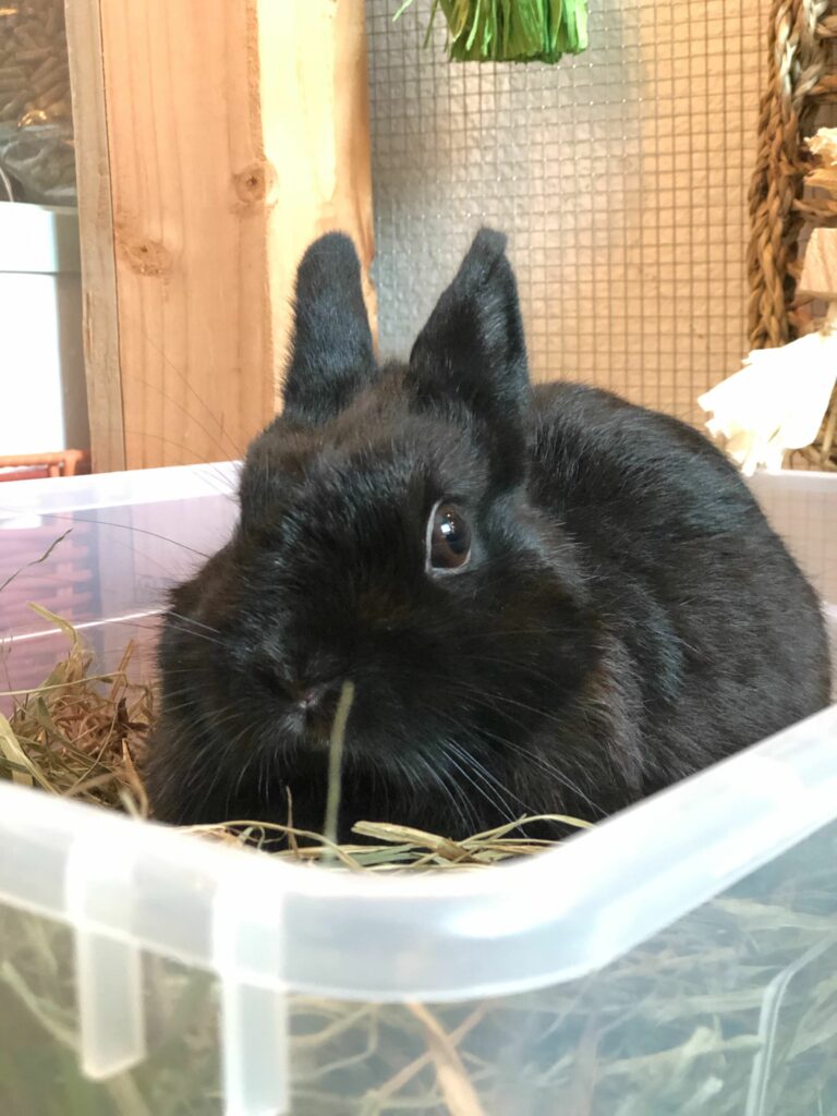 Thumper a Netherland Dwarf Rabbit - sitting in his litter box