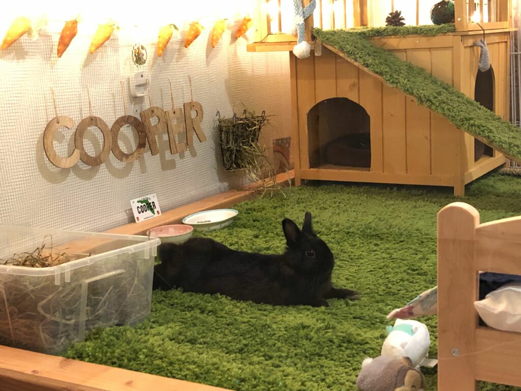 Thumper - Black Netherland Dwarf rabbit flopped out