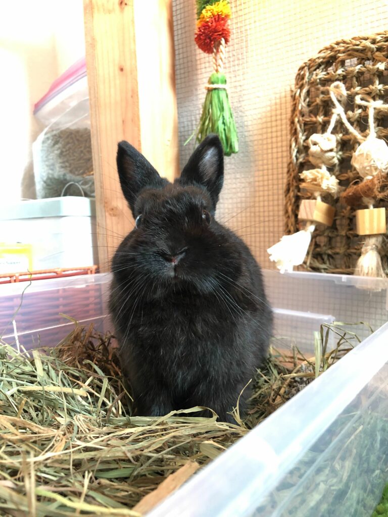 Thumper - Black Netherland Dwarf